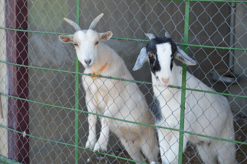 Rural Reillo Alojamientos Rurales ภายนอก รูปภาพ